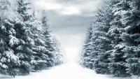 fir_trees-wallpaper_200